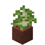 Посаженный берёзовый саженец.png